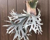 Platycerium White Hawk Staghorn Fern Starter Plant (ALL STARTER