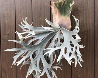Platycerium White Hawk Staghorn Fern Starter Plant (ALL STARTER