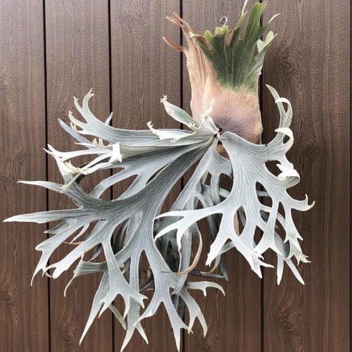 Platycerium White Hawk Staghorn Fern Starter Plant (ALL STARTER