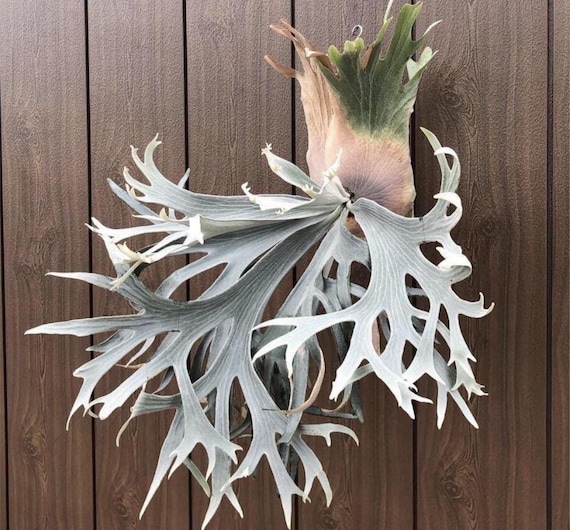 Platycerium White Hawk Staghorn Fern Starter Plant (ALL STARTER