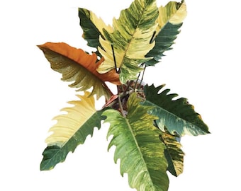 Philodendron Caramel Marble starter plant GH1 (ALL STARTER PLANTS require you to purchase 2 plants!)