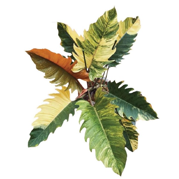 Philodendron Caramel Marble starter plant GH1 (ALL STARTER PLANTS require you to purchase 2 plants!)