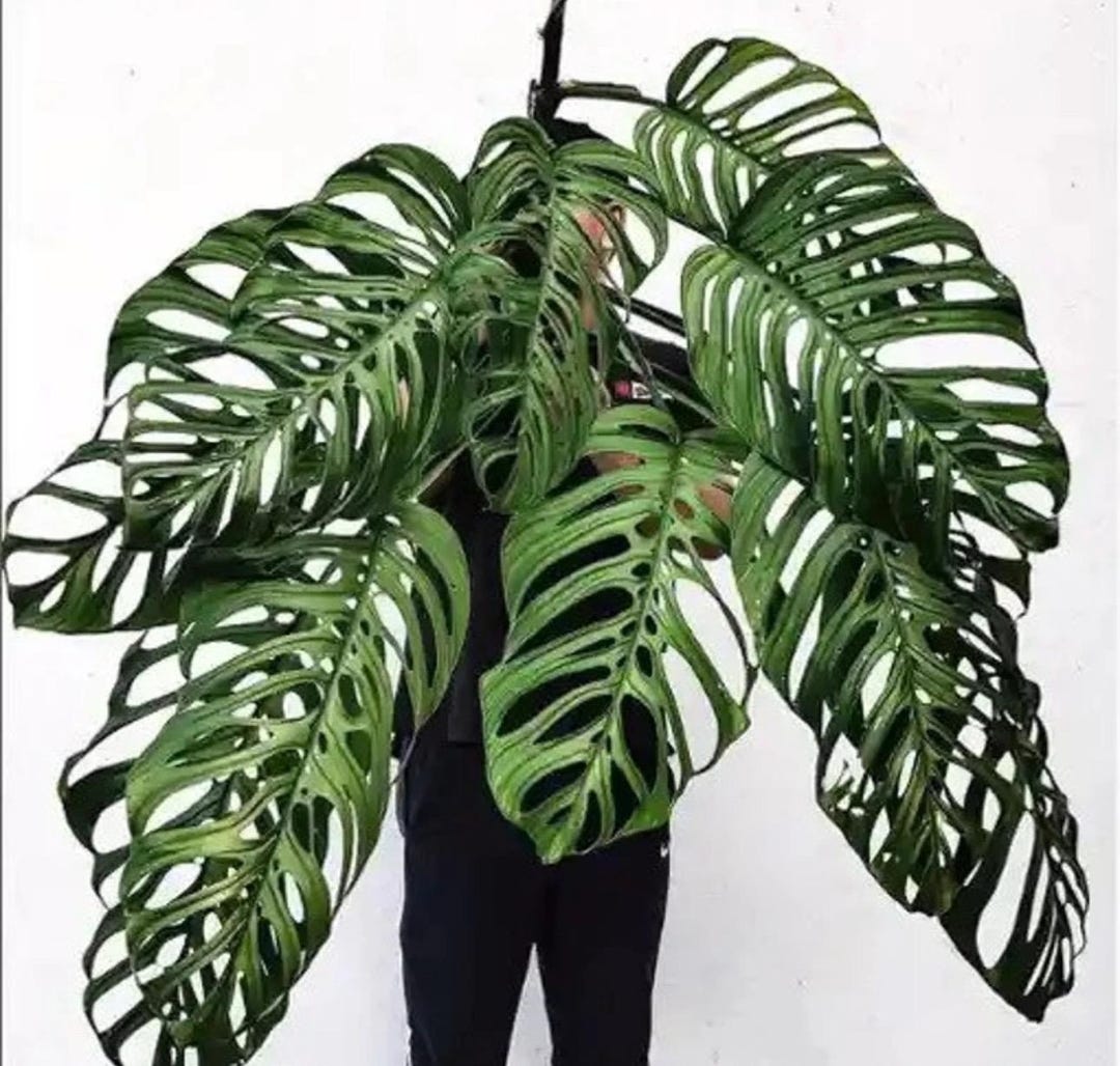 Monstera esqueleto Starter Plant (ALL STARTER PLANTS require you to  purchase 2 plants!) - Etsy Schweiz