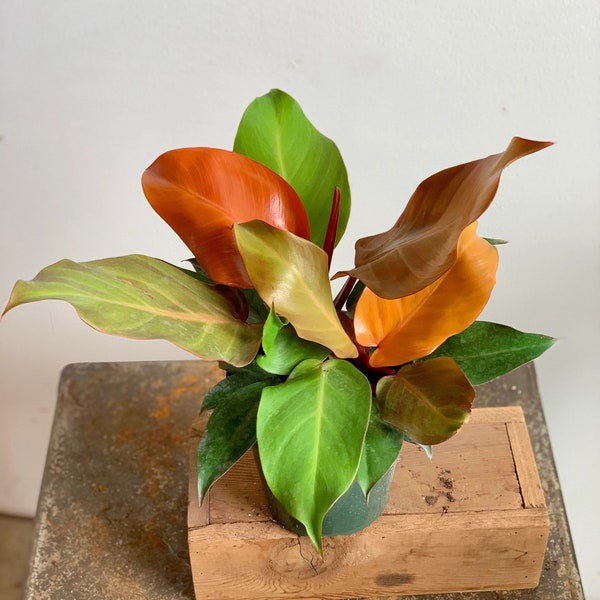 Prince of Orange Philodendron starter plant **ALL starter plants require you to purchase 2 plants! **