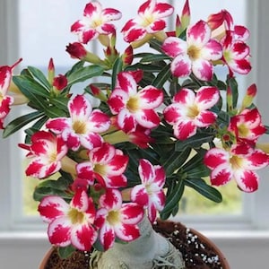 May include: A potted plant with pink and white flowers. The flowers have a star-shaped appearance and are clustered together on the branches. The plant has a thick, gnarled trunk.