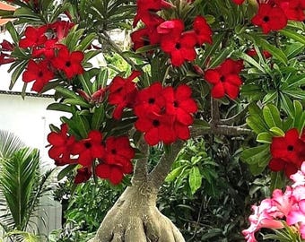 Desert Rose Red 2” pot (all plants require purchase of 2)