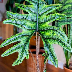 Alocasia jacklyn Starter Plant (preorder) (ALL STARTER PLANTS require you to purchase 2 plants!)