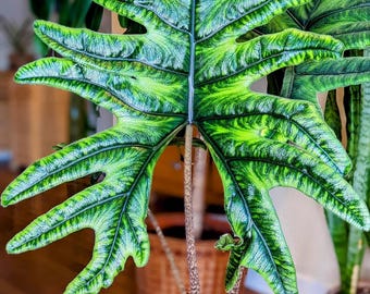 Alocasia jacklyn Starter Plant (preorder) (ALL STARTER PLANTS require you to purchase 2 plants!)