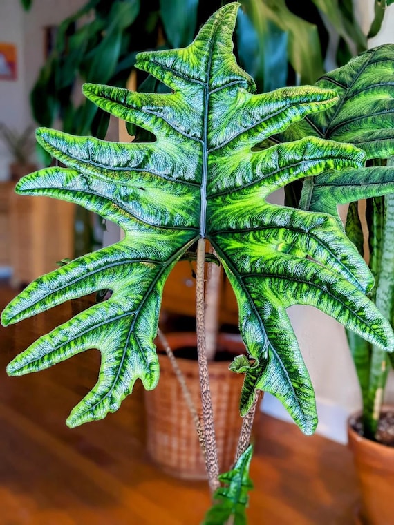 Alocasia Jacklyn Starter Plant (preorder) (ALL STARTER PLANTS Require You  to Purchase 2 Plants!) - Etsy Israel