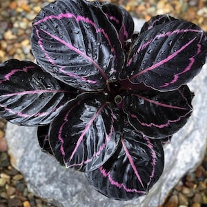 Calathea Dottie Starter Plant (ALL STARTER PLANTS require you to purchase 2 plants!)