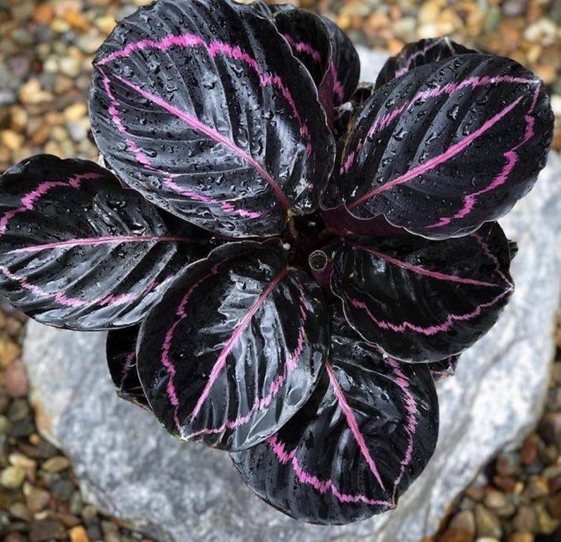 Calathea Dottie Starter Plant