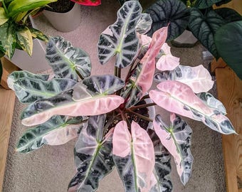 Alocasia Variegated Bambino 2” Pot (ALL STARTER PLANTS