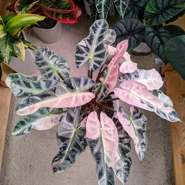 Planta de inicio Alocasia Variegated Bambino (¡TODAS LAS PLANTAS DE INICIO requieren la compra de 2 plantas!)