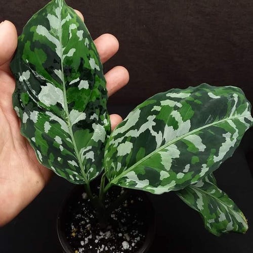 【Weed】Aglaonema pictum Aglaonema Pictum Tricolor 2 Plants in 1 Pot 4” Pot (ALL PLANTS