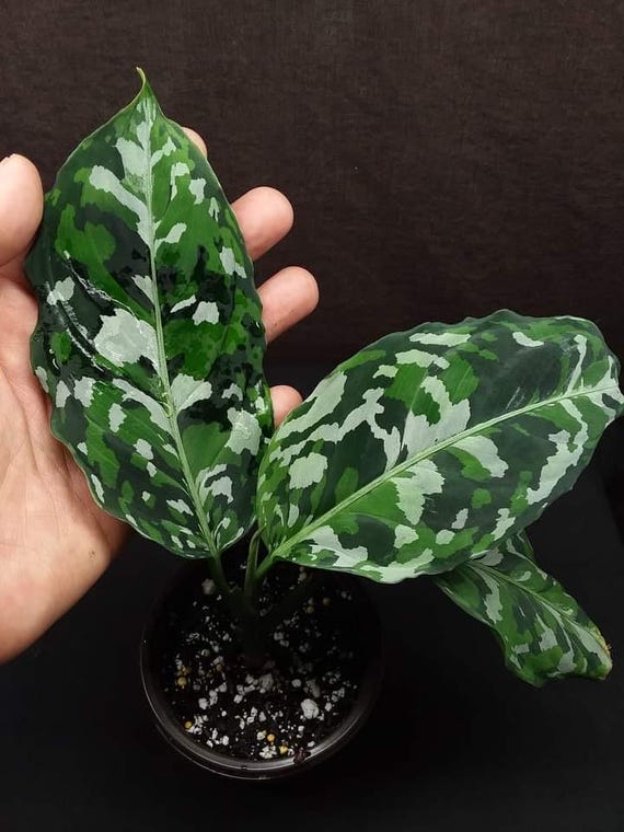 【Weed】Aglaonema pictum Aglaonema Tricolor (Aglaonema pictum tricolor) – Logee's Plants