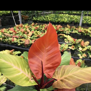 Philodendron "McColley's Finale" Starter Plant (ALL STARTER PLANTS require you to purchase 2 plants!)