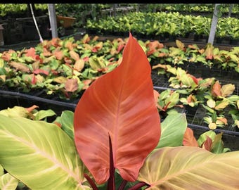 Philodendron "McColley's Finale" Starter Plant (ALL STARTER PLANTS require you to purchase 2 plants!)
