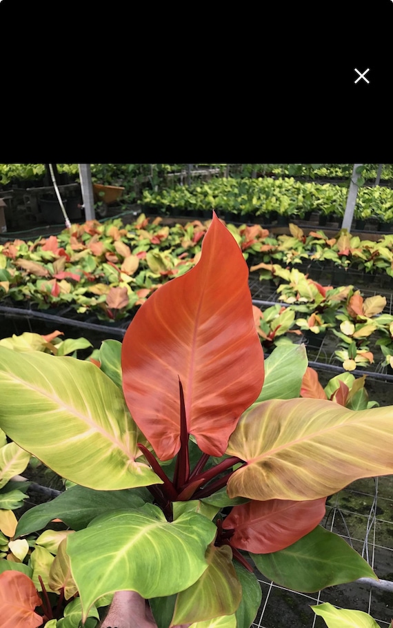 Philodendron "mccolley's Finale" Starter Plant (ALL STARTER PLANTS Require  You to Purchase 2 Plants!) - Etsy