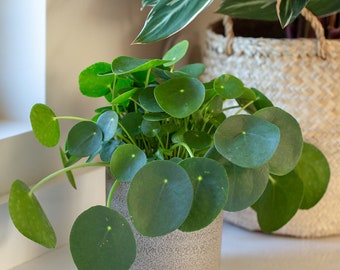 Chinese Money Plant Starter Plant (ALL STARTER PLANTS require you to purchase 2 plants!)