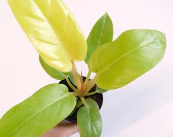 philodendron direct sunlight Philodendron Moonlight main image 1