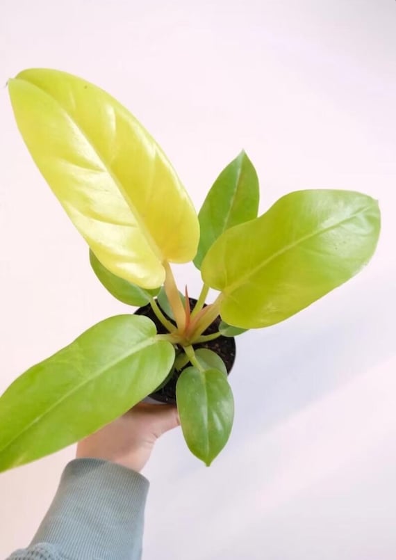 Philodendron Melinonii Ghost Plant (ALL STARTER PLANTS Require You to  Purchase 2 Plants!) - Etsy