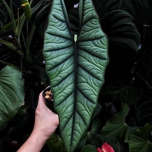 Alocasia Platinum “bisma” Starter Plant (ALL STARTER PLANTS require you to purchase 2 plants!)
