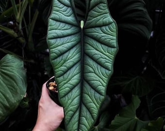Alocasia Platinum “bisma” Starter Plant (ALL STARTER PLANTS require you to purchase 2 plants!)