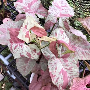Syngonium Pink spot 2” pot **(ALL plants require you to purchase ANY 2 plants!)**
