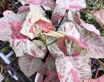 Syngonium Pink spot 4” pot **(ALL plants require you to purchase ANY 2 plants!)**