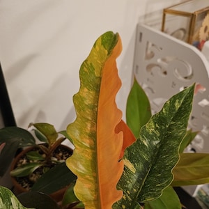 philodendron ring of fire Starter Plant (ALL STARTER PLANTS require you to purchase 2 plants!)