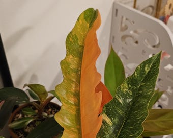 philodendron ring of fire Starter Plant (ALL STARTER PLANTS require you to purchase 2 plants!)