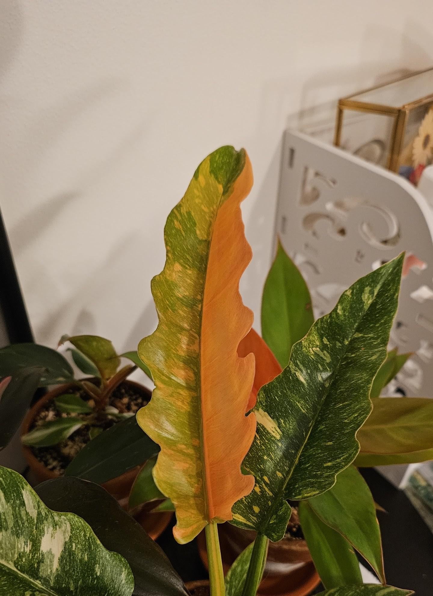 hylocereus undatus plant Hylocereus undatus 