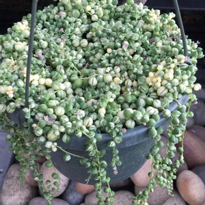May include: A hanging basket filled with a String of Pearls plant. The plant features small, round, green and cream-colored leaves that cascade down from the dark green pot. The plant is surrounded by rocks.