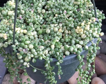 Variegated String of Pearls starter plant (All starter plants require you to purchase two plants)