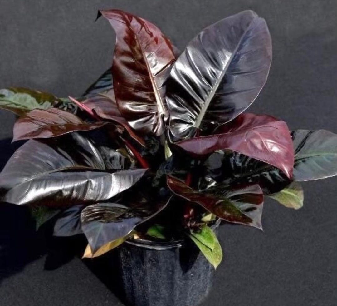 Philodendron Black Cardinal 2” Pot (ALL STARTER PLANTS Require You