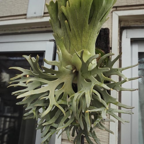 Platycerium Willinckii “jade Girl” Staghorn Fern Starter Plant