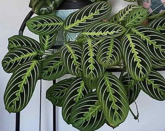 Lemon Lime Maranta Starter Plant (ALL STARTER PLANTS require you to purchase 2 plants!)