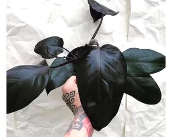 Philodendron Royal Queen starter plant (all starter plants require you to purchase ANY 2 plants!)