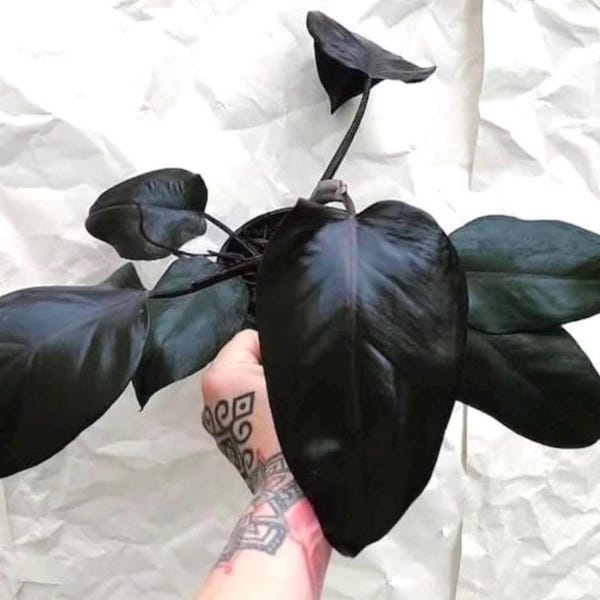 Philodendron Royal Queen starter plant (all starter plants require you to purchase ANY 2 plants!)
