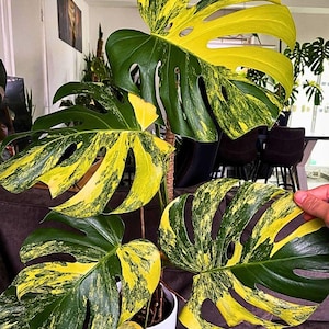 May include: A potted Monstera plant with large, variegated leaves. The leaves display a striking pattern of deep green and bright yellow, creating a vibrant contrast. The plant is in a white pot, adding to its visual appeal.