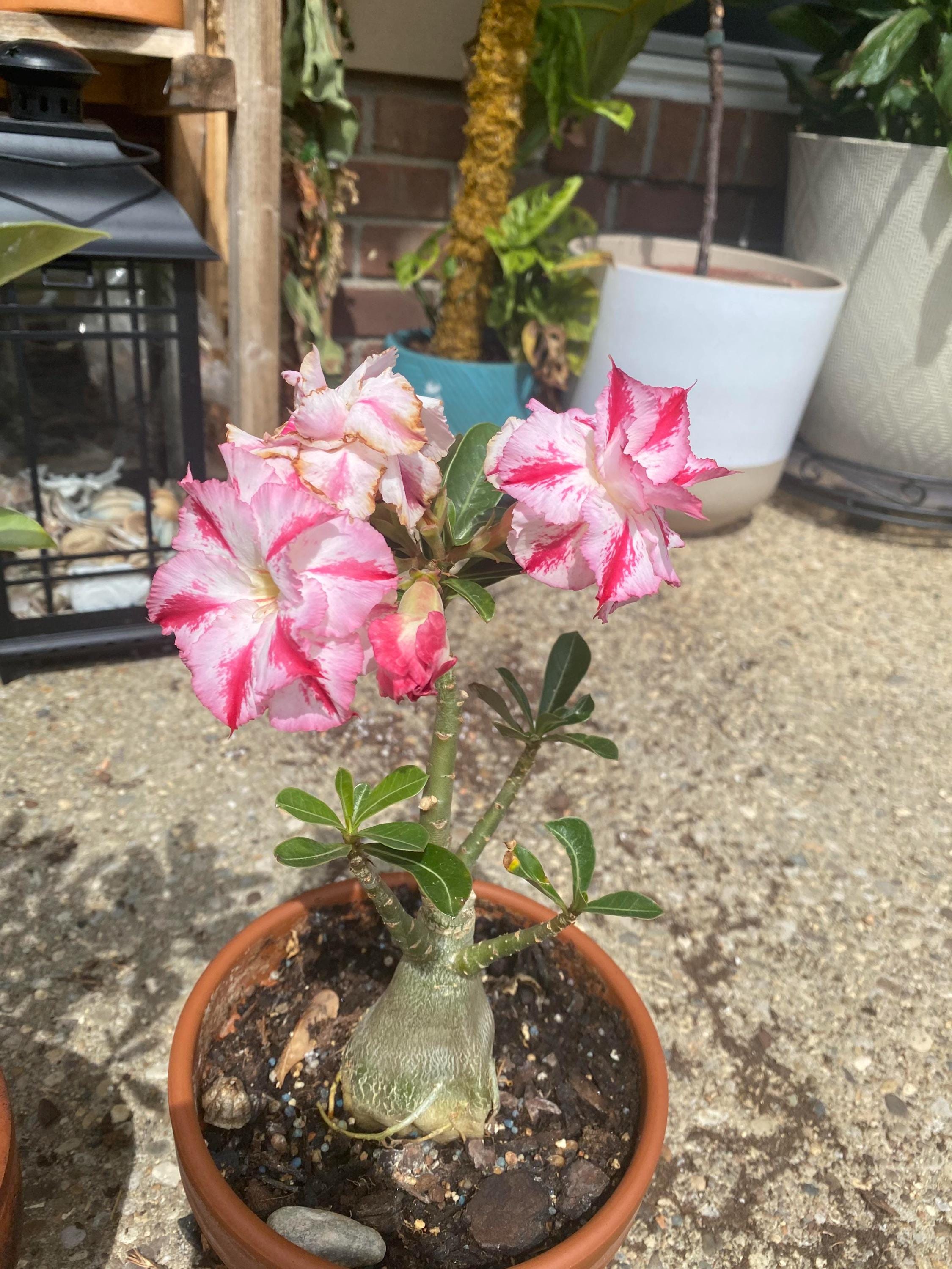 Desert rose flower beauty starter plant **(ALL transactions require you to purchase any 2 plants!)**