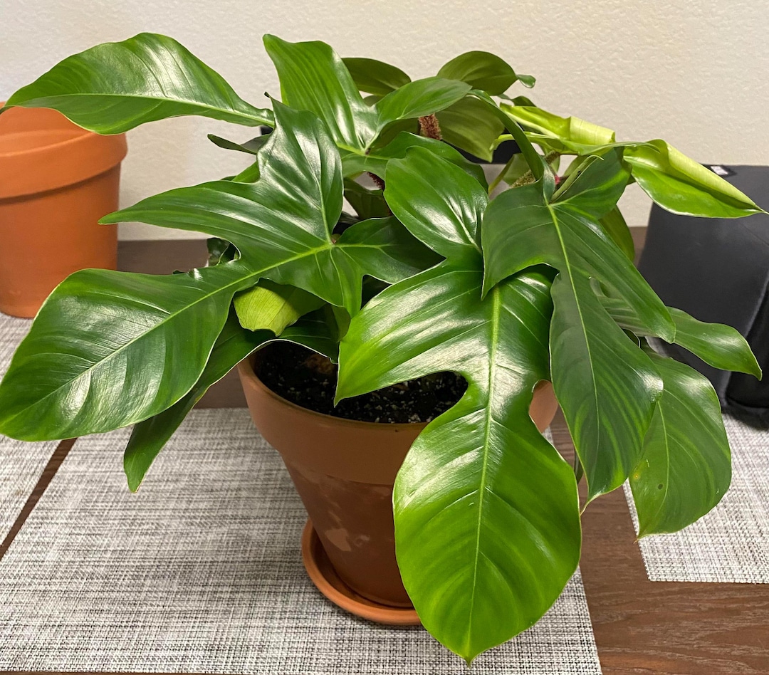 rubber tree fig Rubber Plant 'Burgundy' main image 1