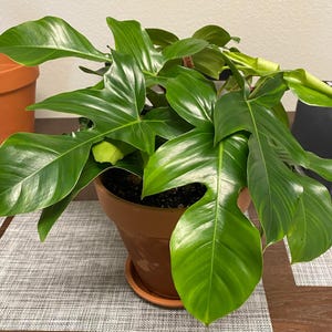 May include: A green houseplant with large, deeply lobed leaves in a terracotta pot. The plant is sitting on a gray and white patterned surface.