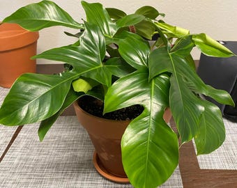 Philodendron Squamicaule Blood #3133 Exact Plant | Rare Exotic Plants |  Details in Description - Etsy