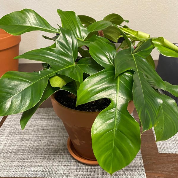Philodendron squamiferum, maceta de 2” (¡TODAS LAS PLANTAS DE INICIO requieren la compra de 2 plantas!)