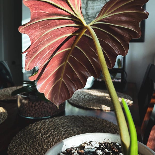 Philodendron corsinianum Starter Plant (ALL STARTER PLANTS require you to purchase 2 plants!)