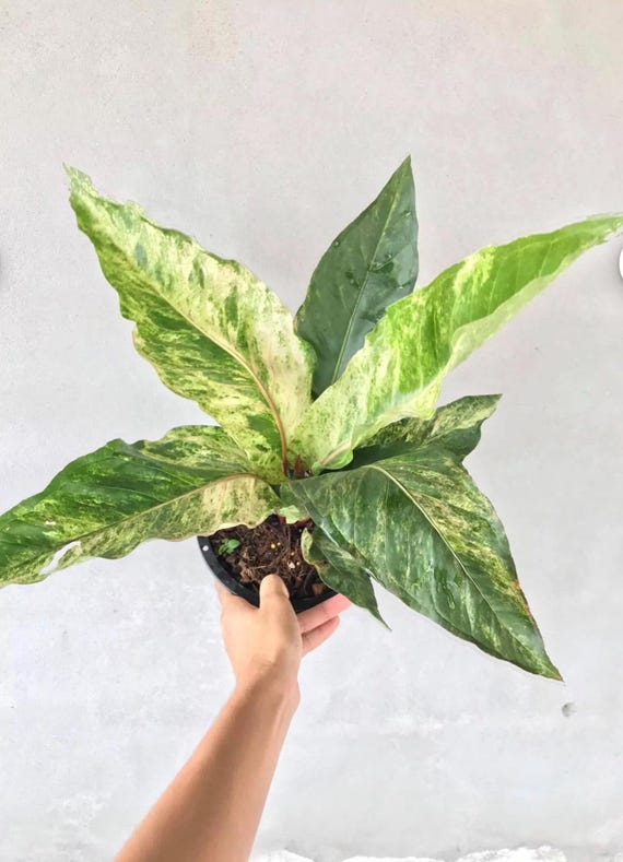 Anthurium Variegated Hookeri 2 pot (ALL STARTER PLANTS require you to  purchase 2 plants!)