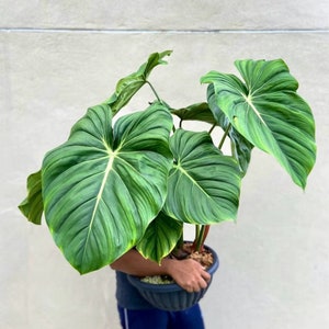 Philodendron Dean McDowell Starter Plant (ALL STARTER PLANTS require you to purchase 2 plants!)