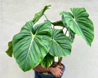 Philodendron Dean McDowell Starter Plant (ALL STARTER PLANTS require you to purchase 2 plants!)