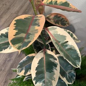 May include: A variegated rubber plant with large, oval leaves featuring a mix of cream, green, and pink hues. The leaves have prominent veins and a glossy texture.